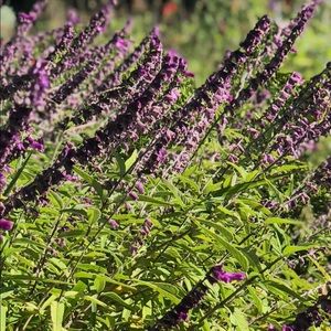 Meet your Posher, Carla